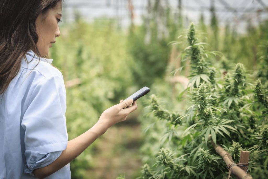 cbd récupération